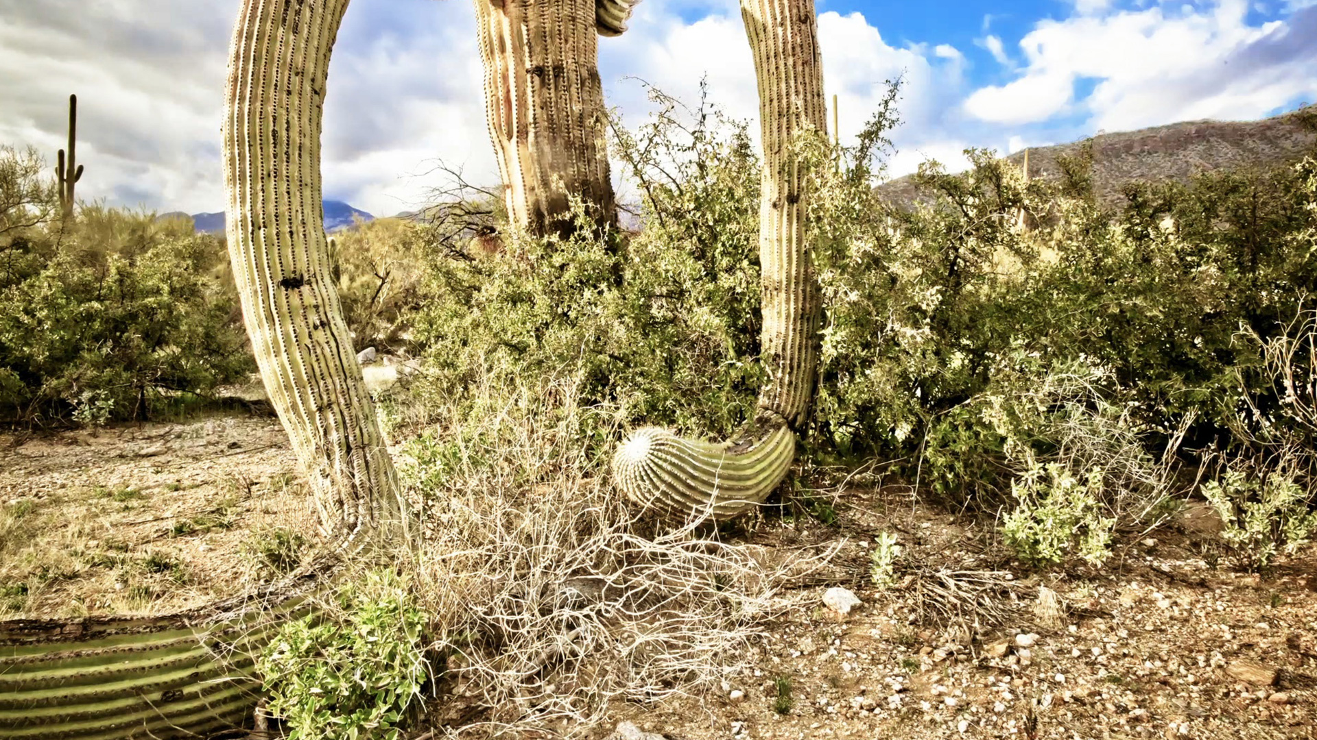 Time At Canada Vancouver: Where Chronometry Meets Cultural Flair